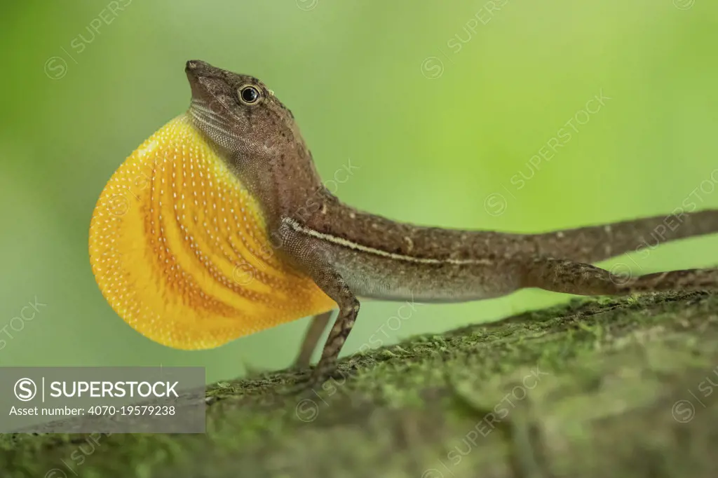 Anolis lizard (Anolis sp.) male displaying in Corcovado National Park, Costa Rica.