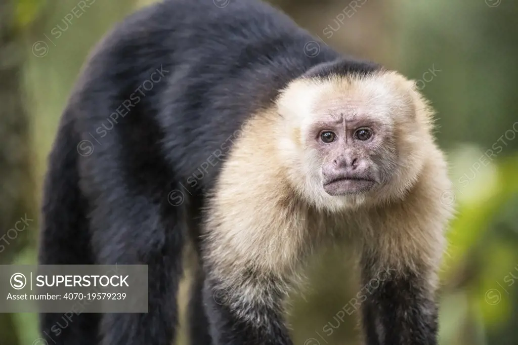 White-faced capuchin monkey (Cebus capucinus) in Tenorio Volcano National Park, Costa Rica