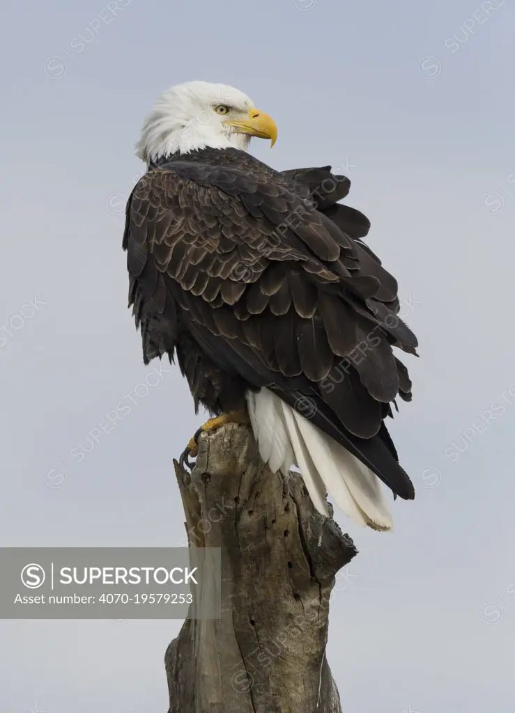 Bald eagle (Haliaeetus leucocephalus) perched,  Bosque del Apache National Wildlife Refuge, New Mexico, USA.