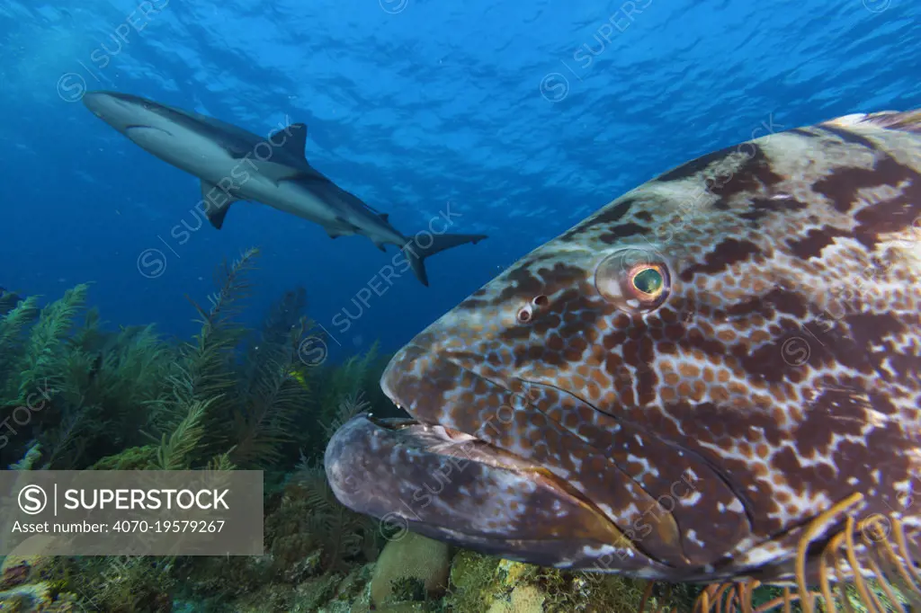 Black grouper (Mycteroperca bonaci),  and Caribbean Reef Shark (Carcharhinus perezi), Jardines de la Reina / Gardens of the Queen National Park, Caribbean Sea, Ciego de Avila, Cuba.