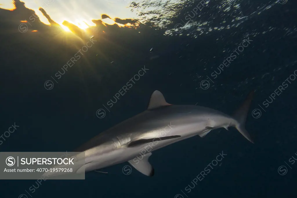 Silky Shark (Carcharhinus falciformis) with hook, Jardines de la Reina / Gardens of the Queen National Park, Caribbean Sea, Ciego de Avila, Cuba.