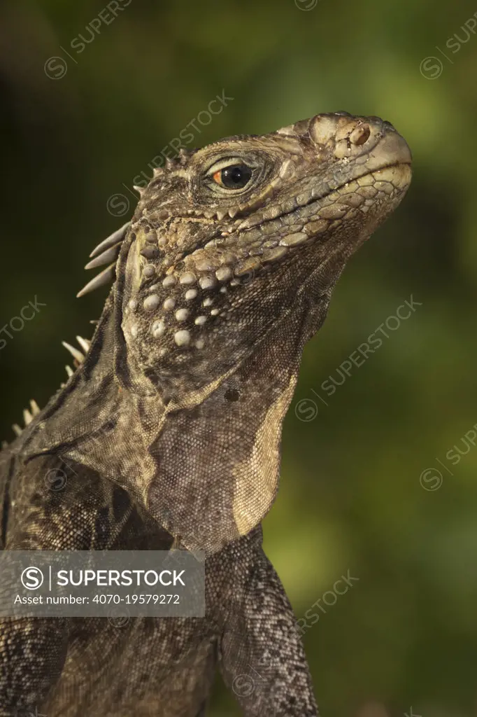 Cuban / Clouded rock iguana (Cyclura nubila), Jardines de la Reina / Gardens of the Queen National Park, Caribbean Sea, Ciego de Avila, Cuba.