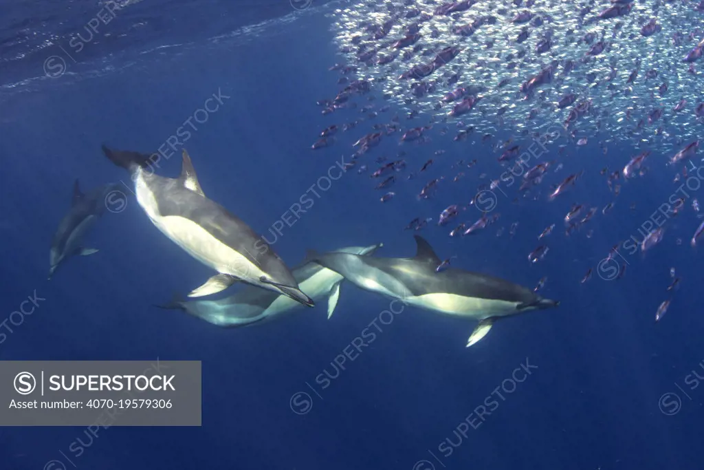 Short-beaked common dolphin (Delphinus delphis) feeding on Snipe fish (Macroramphosus scolopax) Tenerife, Canary Islands.