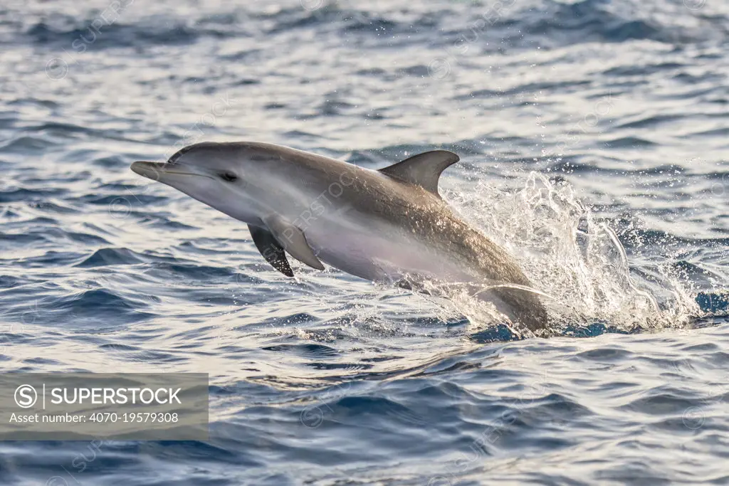 Atlantic spotted dolphin (Stenella frontalis) juvenile porpoising, Tenerife, Canary Islands.