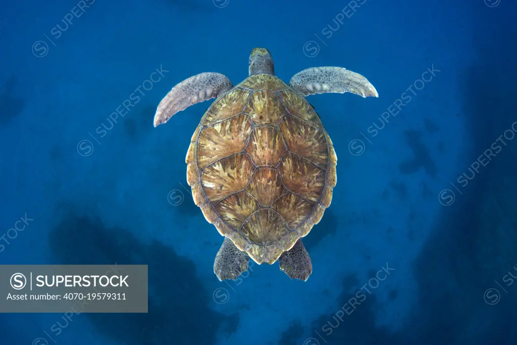 Green sea turtle (Chelonia mydas) Tenerife, Canary Islands.