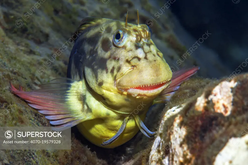 Red-lipped blenny (Ophioblennius atlanticus) portrait, Tenerife, Canary Islands.