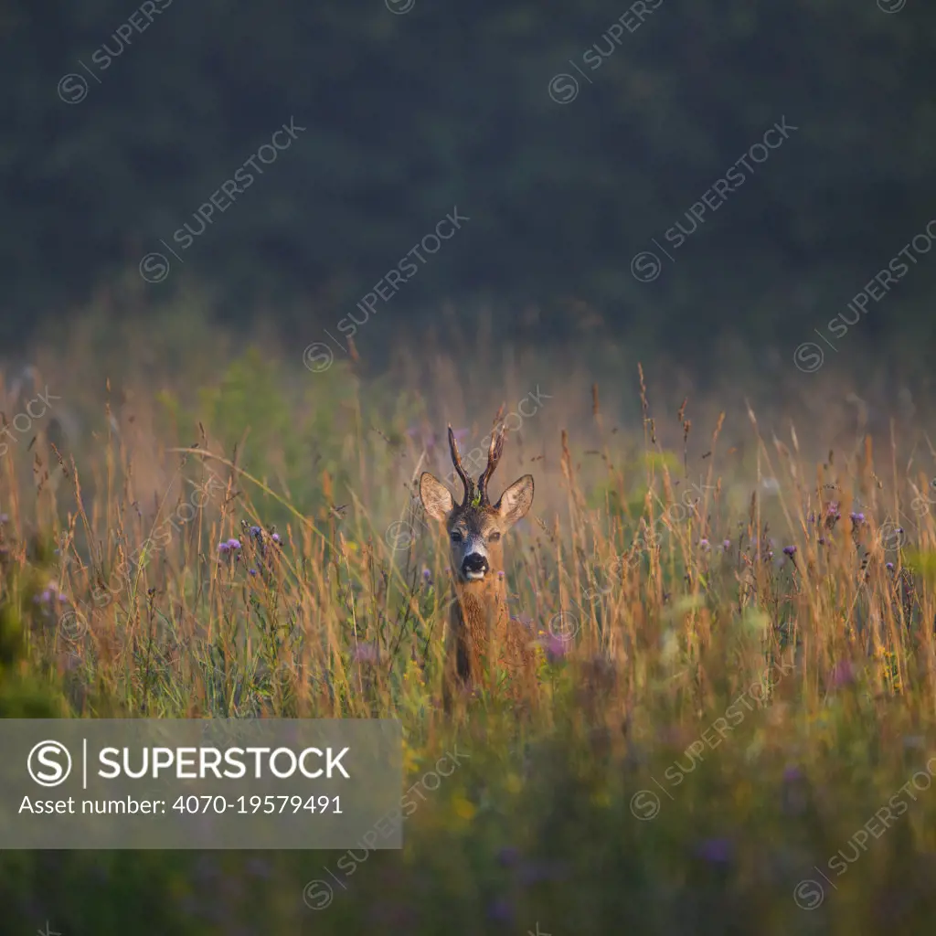 Roe deer (Capreolus capreolus) male, summer foliage at sunrise, Tartumaa county. Southern Estonia. July.