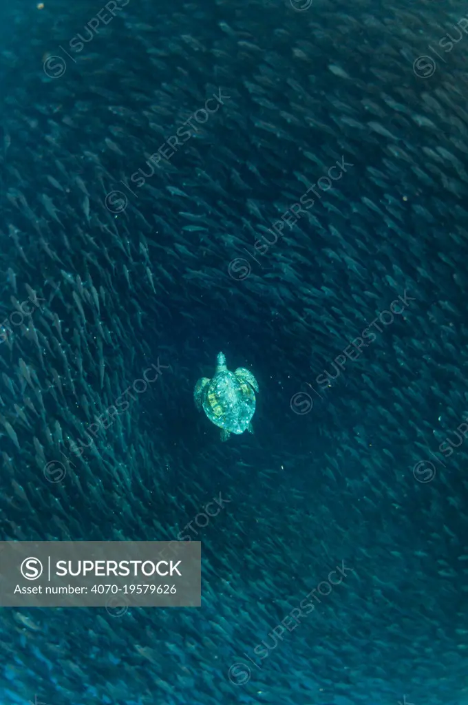 Green turtle (Chelonia mydas) swimming with shoal of striped salemas, Kicker Rock, San Cristobal Island,  Galapagos.