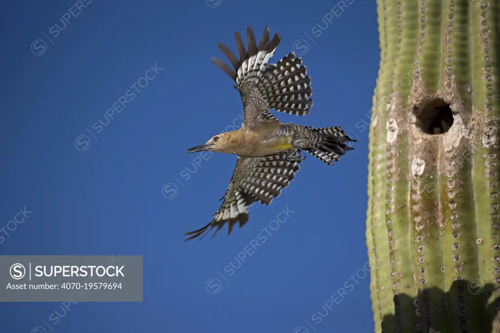 Gila woodpecker (Melanerpes uropygialis), emerging from nest in Saguaro cactus, Arizona, USA. July.