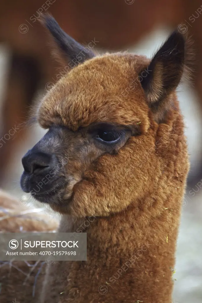 Alpaca (Lama pacos) portrait, New York, USA.