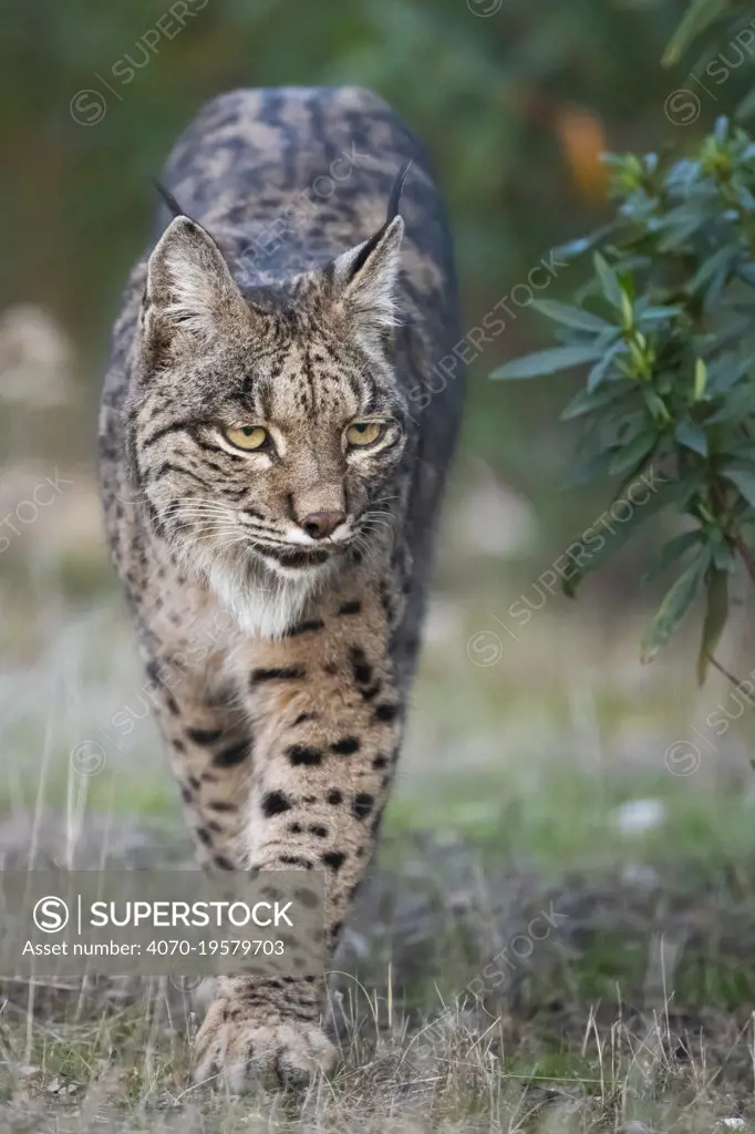 Iberian lynx (Lynx pardinus) walking, Parque Natural Sierra de Andujar, Andalucia, Spain. January.