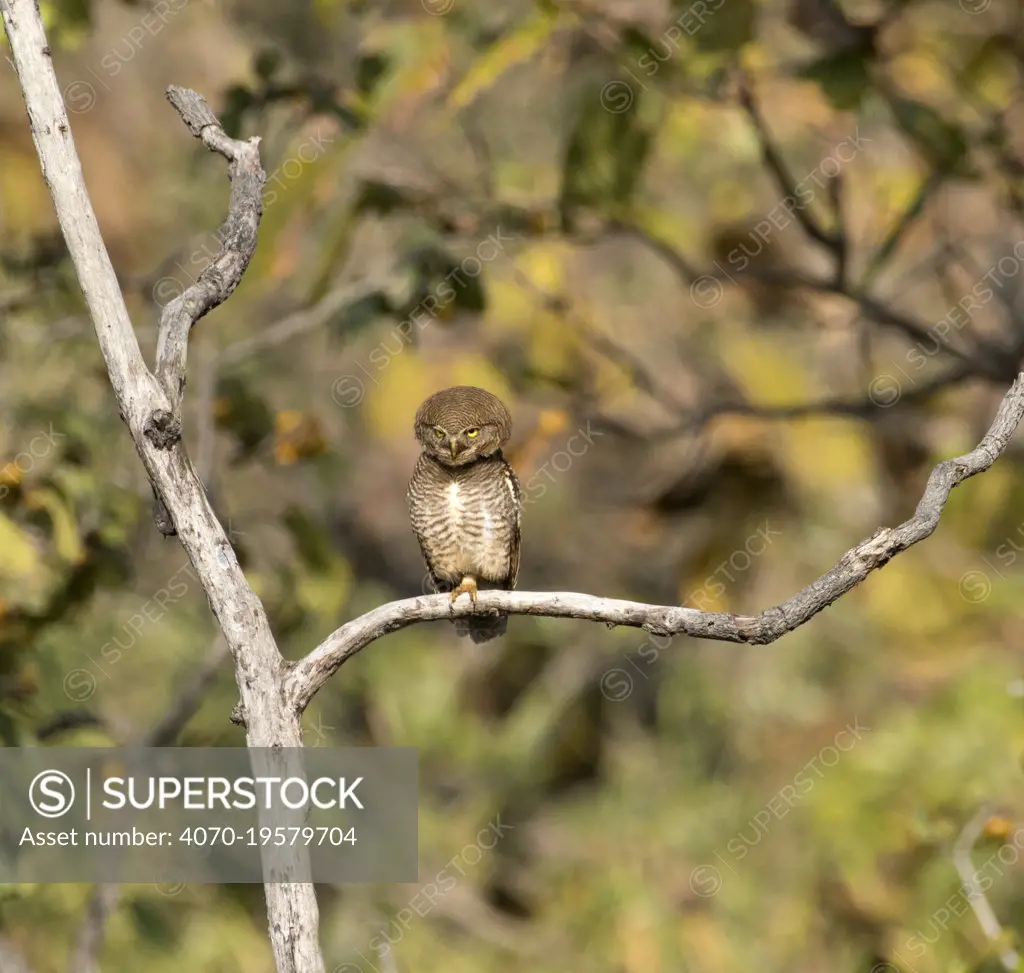 Jungle owlet (Glaucidium radiatum) perched in a tree, Tadoba National Park and Tiger Reserve, Maharashtra, India. March.