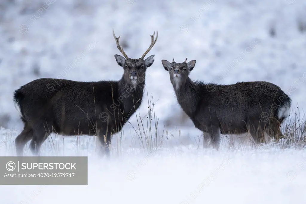 Portrait of two siika deer (Cervus nippon), possibly red deer (Cervus elaphus) hybrids, on open moorland in snow, Cairngorms National Park, Scotland, UK. January 2020.