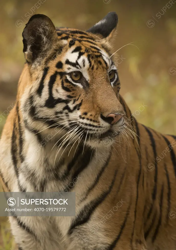 Bengal tiger (Panthera tigris tigris) female, portrait. Bandhavgarh National Park, India, December.