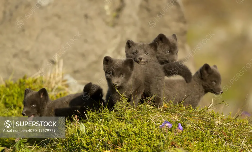 Arctic fox (Vulpes lagopus) cubs playing. Hornstrandir Nature Reserve, Iceland, July.