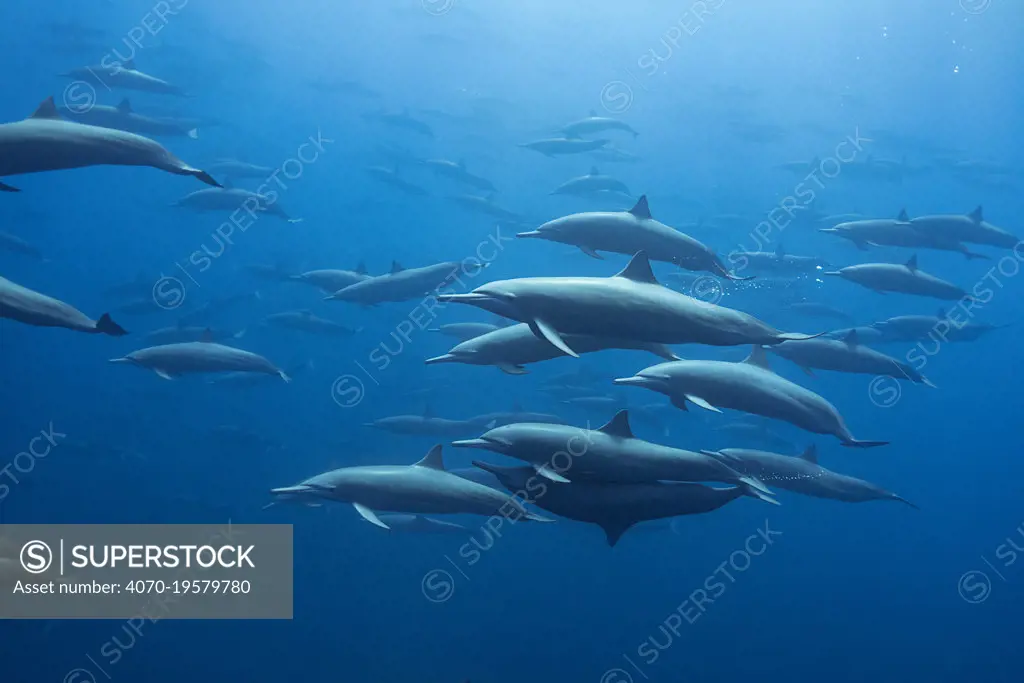 Spinner dolphin (Stenella longirostris) mating pair amongst pod. Pacific Ocean, Southern Costa Rica.