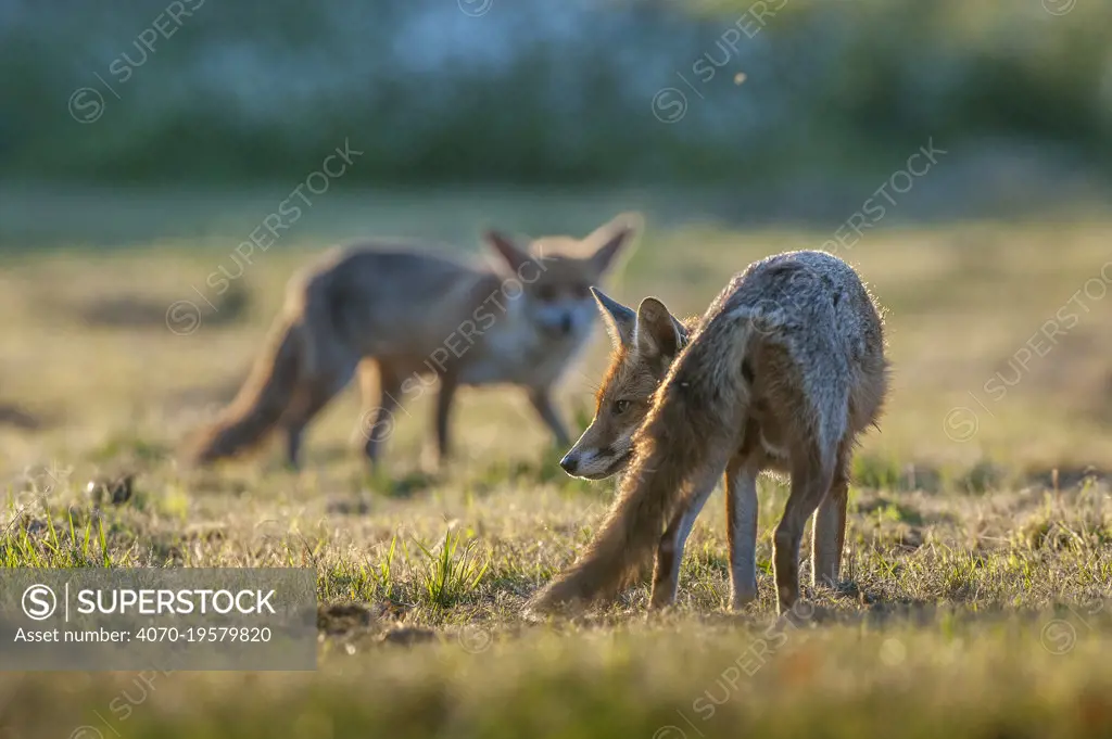 Red fox (Vulpes vulpes) two looking for food in pasture, England.