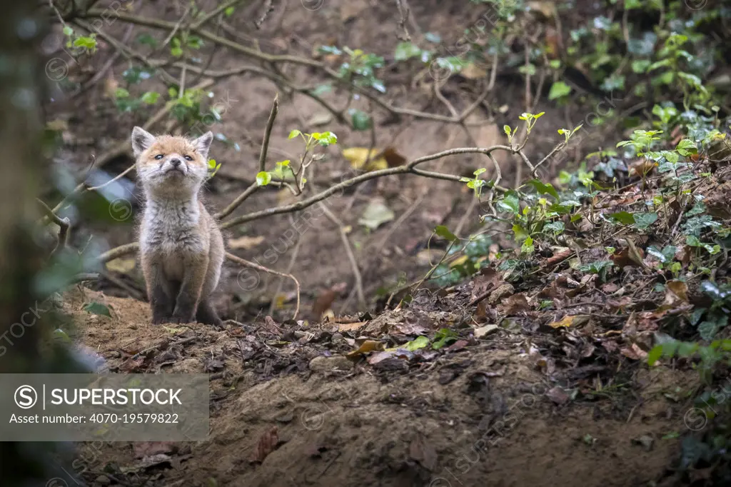 Red fox (Vulpes vulpes) young male cub near entrance to earth in woodland, Switzerland.