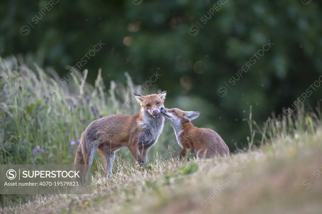 Red fox (Vulpes vulpes) cub in pasture asking vixen for food, England.