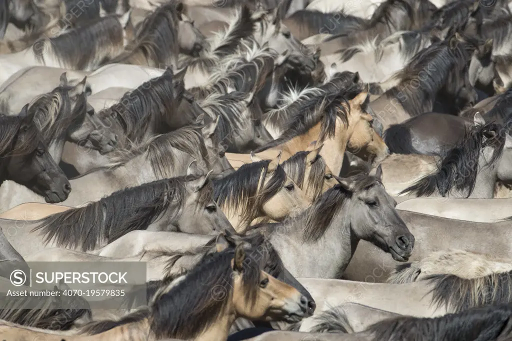 Dulmen ponies , wild mares and foals running together at roundup. Dulmen, North Rhine-Westphalia, Germany.