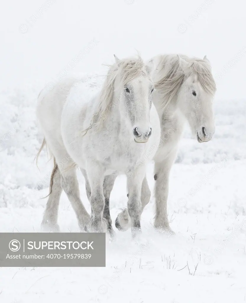 Percheron horses, two walking through snow. Alberta, Canada. February.