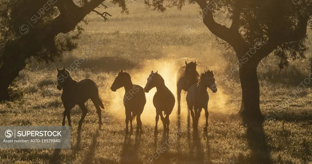 Lusitano horses, five young stallions playing between trees in pasture, silhouetted at dawn. Portugal. April.