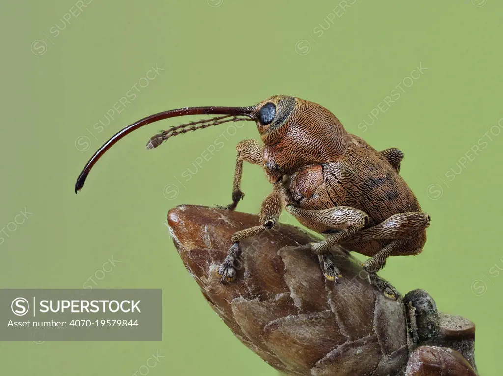 Acorn weevil (Curculio glandium) Portrait on an Oak bud, Hertfordshire, England, UK, May - Focus Stacked - Captive