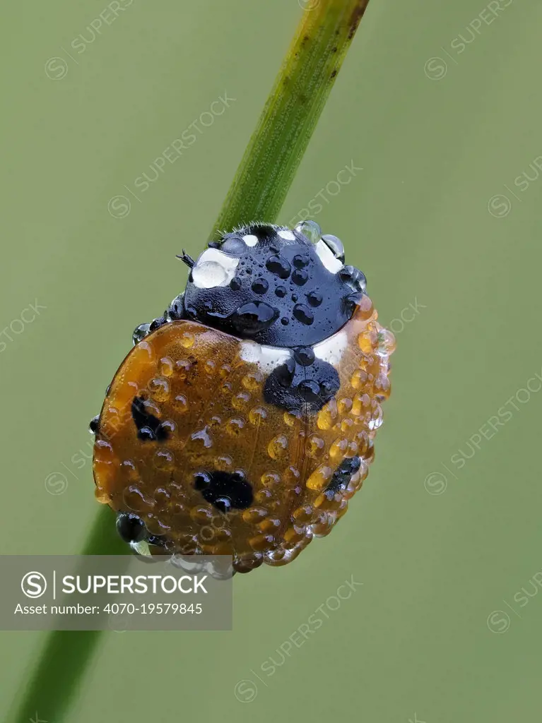 Seven spot ladybird (Coccinella septempunctata) on grass stem at dawn covered in dew, Hertfordshire, England, UK, July - Focus Stacked