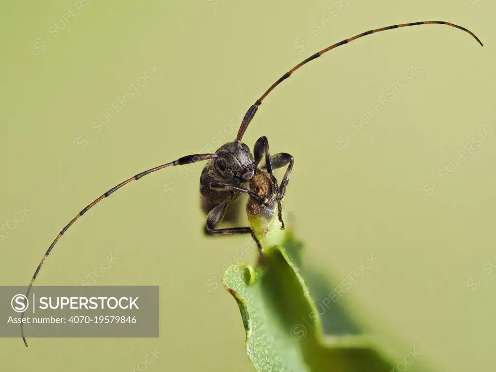 Longhorn beetle (Leiopus nebulosus) showing the long antennae, Hertfordshire, England, UK, June - Captive - Focus Stacked