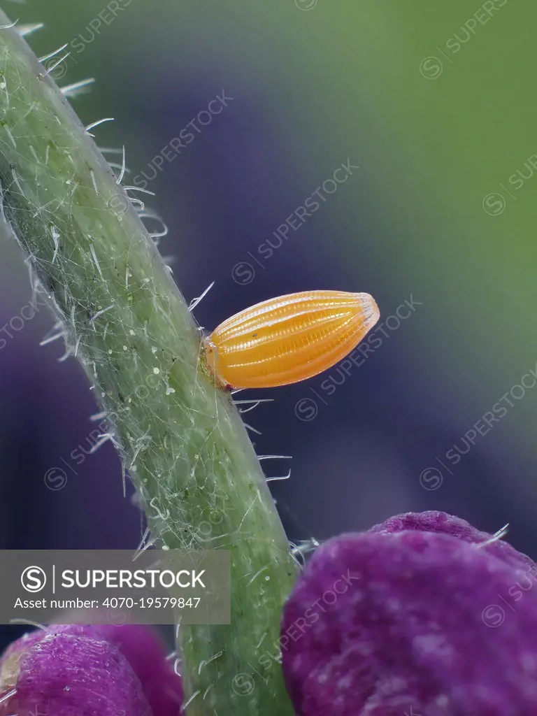 Orange tip butterfly egg (Anthocharis cardamines)  on Honesty plant in garden, Hertfordshire, England, UK, April. - Focus Stacked