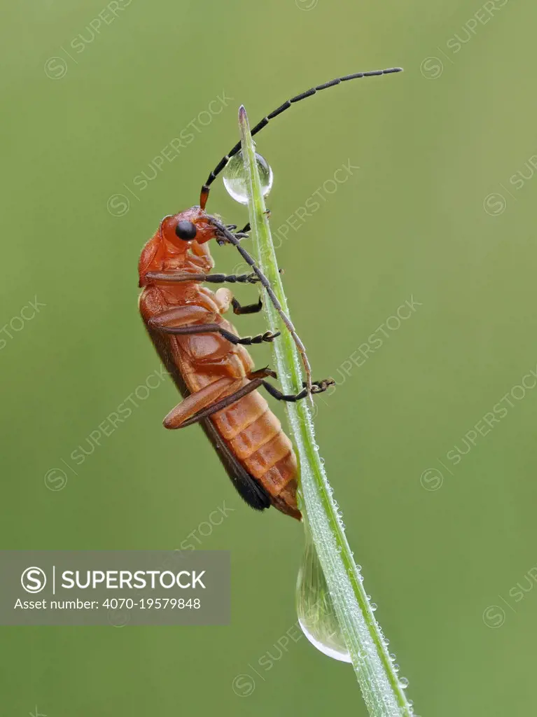 Common red soldier beetle (Rhagonycha fulva)  climbing up grass with dew drops, Hertfordshire, England, UK, July - Focus Stacked