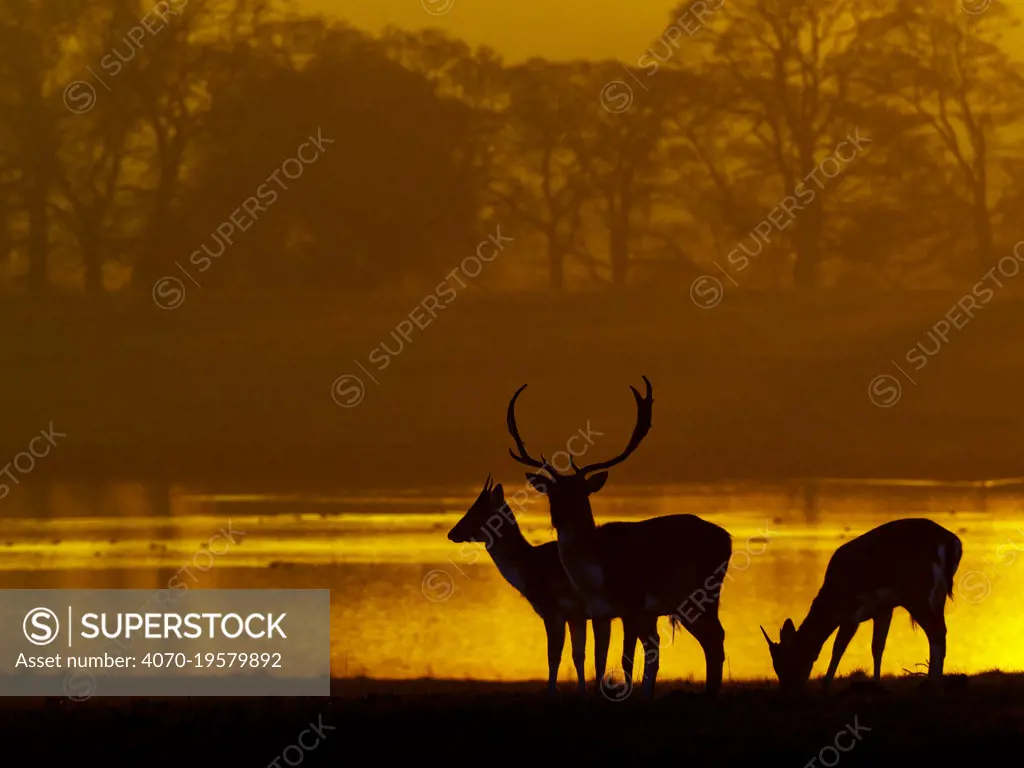 Fallow deer (Cervus dama) stags at sunset, Holkham Park, North Norfolk, UK, January.