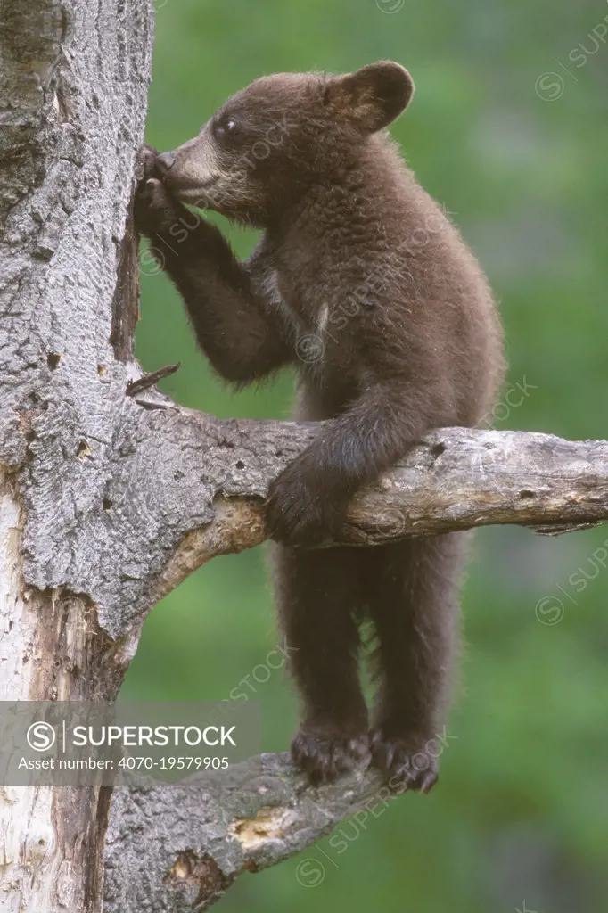 American black bear cub (Ursus americanus), age 6 months,  standing in a refuge tree and peeling bark off in search of insects. The cub's mother was foraging nearby.Superior National Forest, Minnesota, USA. June.