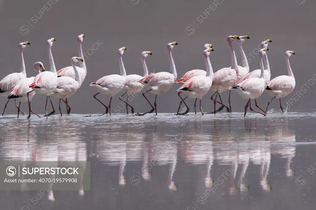 James's flamingo  (Phoenicoparrus jamesi) Laguana Colorada, Eduardo Avaroa Andean Fauna National Reserve, Bolivia.