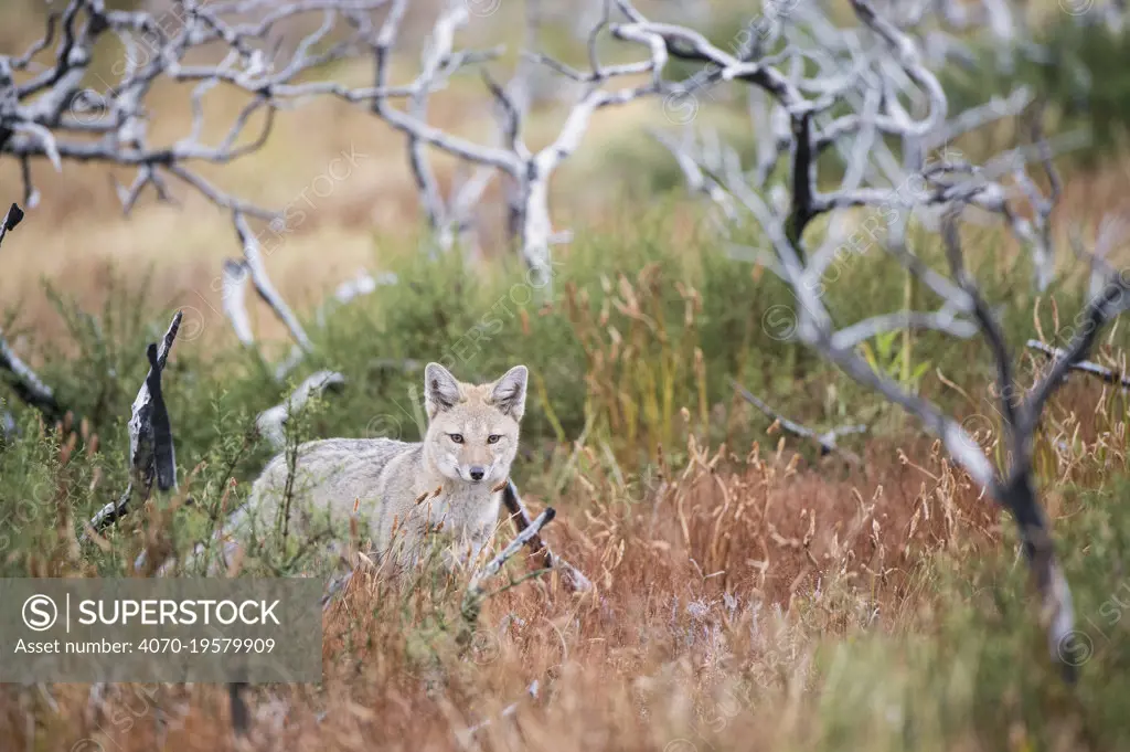 Patagonian grey fox  (Lycalopex griseus)   Los Glacias National Park, Argentina.