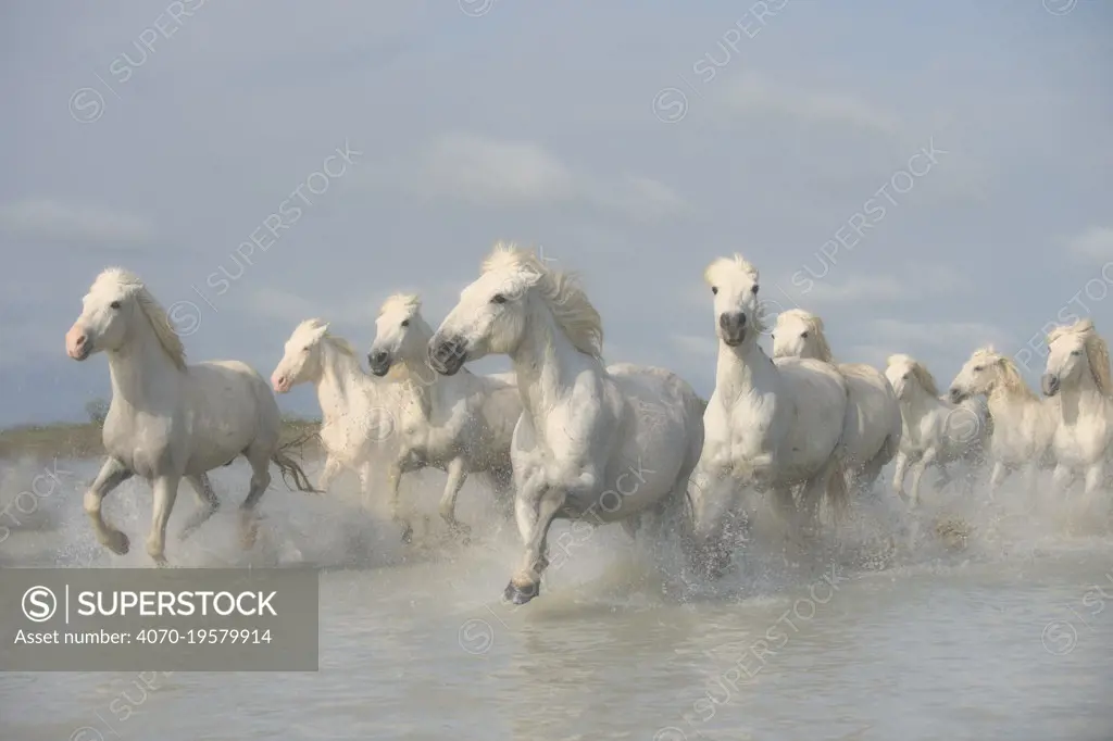 White horses of the Camargue galloping through marshes in the Camargue regioin of France.