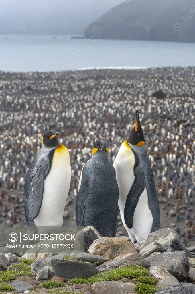 King Penguin (Aptenodytes patagonicus) colony at Salisbury Plain, South Georgia.  View down on the vast numbers.