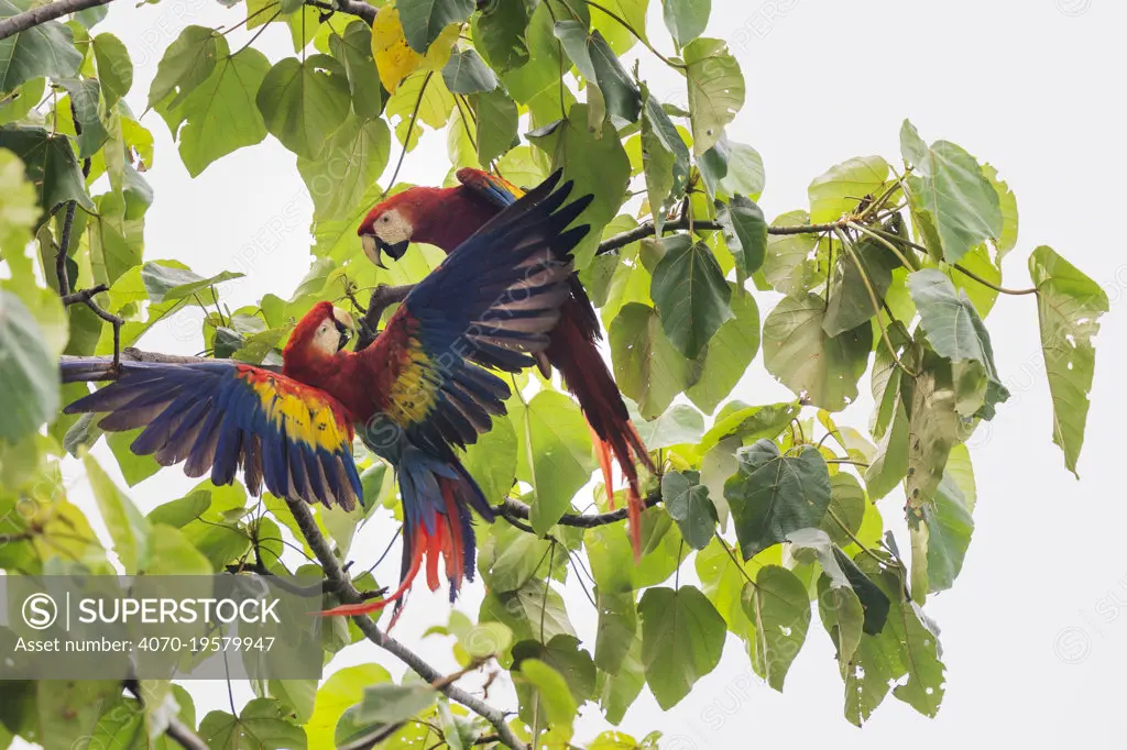 Scarlet macaw (Ara macao) pair fighting in a tree, Corcovado National Park, Osa Peninsula, Costa Rica.