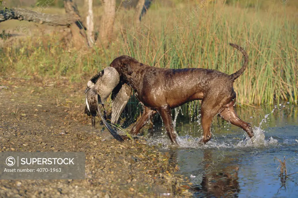 Chesapeake bay retriever retrieving Canada goose from water. USA