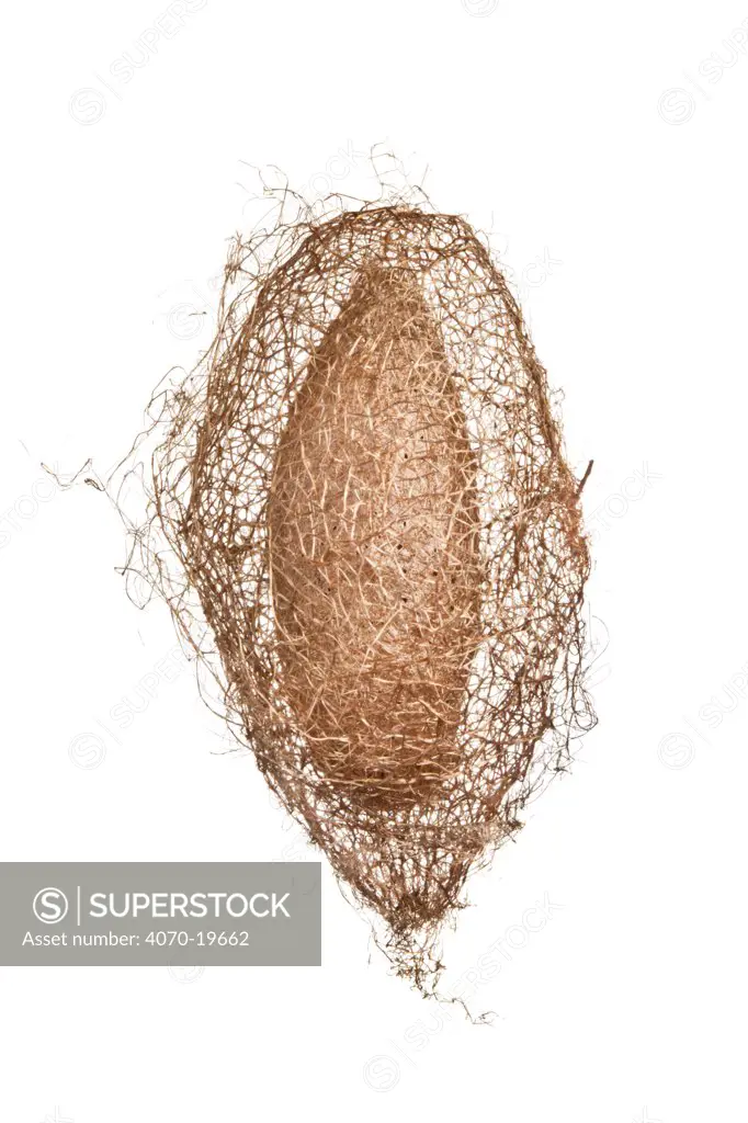 Apollo silkmoth (Ceranchia appolina) cocoon showing silk fibres, photographed against a white background, originating from Madagascar. Captive.