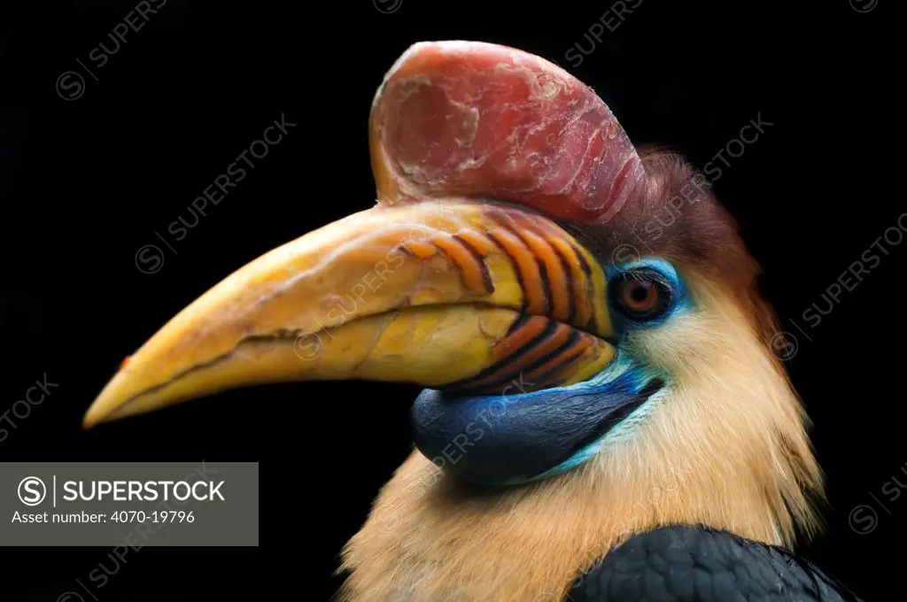 Male Sulawesi red-knobbed hornbill (Aceros cassidix) portrait, captive