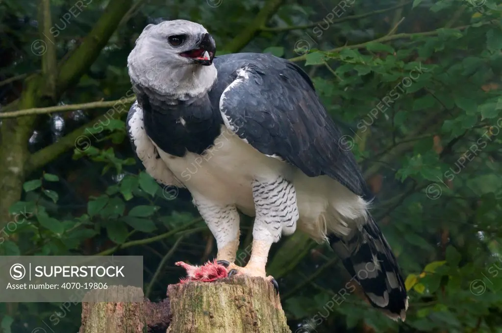 Male Harpy eagle (Harpia harpya) on tree stump with food, captive