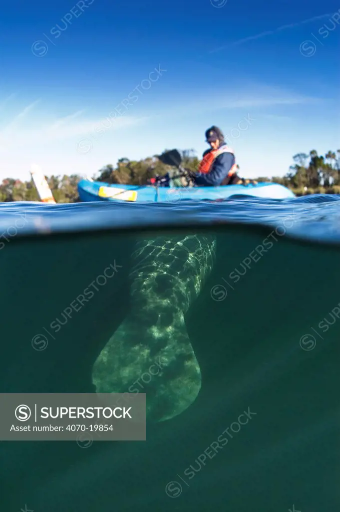 Florida Manatee (Trichechus manatus latirostris) tail beneath a person in a kayak. Vulnerable. Crystal River, Florida, USA.