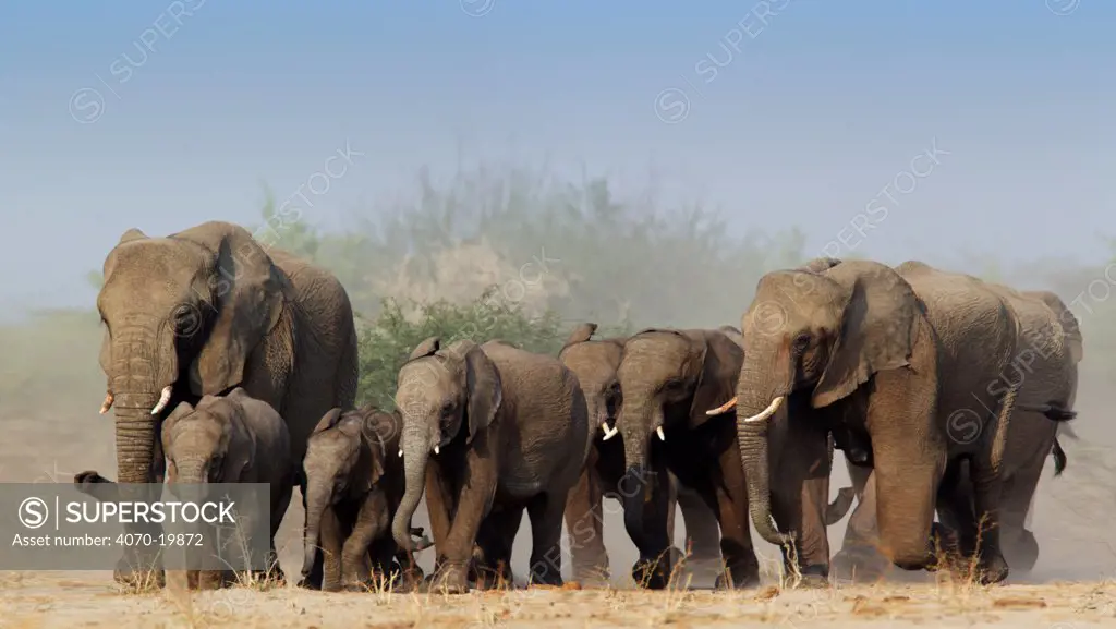 African elephant (Loxodonta africana) family herd on the move, Etosha National Park, Namibia October