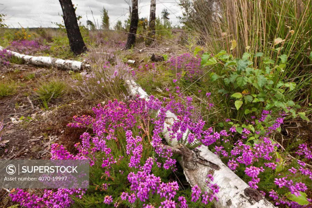 Regeneration of lowland heath following major fire, with Bell Heather (Erica cinerea) growing in foreground and charred birch trunks in the background, Thursley Common National Nature Reserve, Surrey, UK, August 2011.