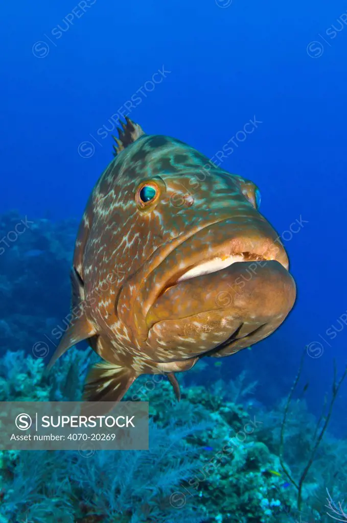 Black grouper (Mycteroperca bonaci) hovering above a Bahamian coral reef,  Little Bahama Bank, The Bahamas, Caribbean Sea.