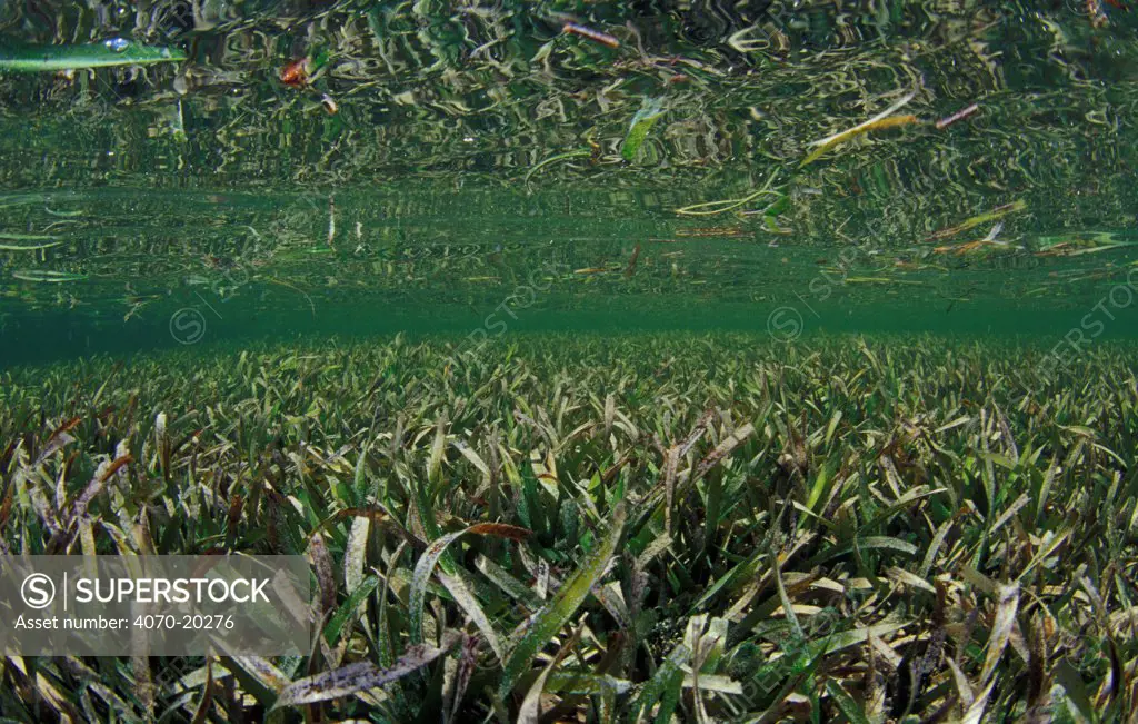 Turtle seagrass (Thalassia testudinum) a shallow seagrass meadow in a lagoon behind a coral reef, East End, Grand Cayman, Cayman Islands, British West Indies, Caribbean Sea.