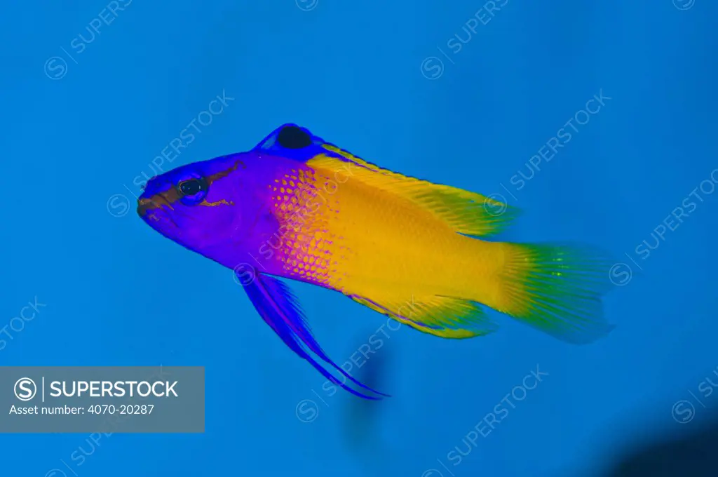 Fairy basslet (Gramma loretoa) swimming above the reef, East End, Grand Cayman, Cayman Islands, British West Indies, Caribbean Sea.