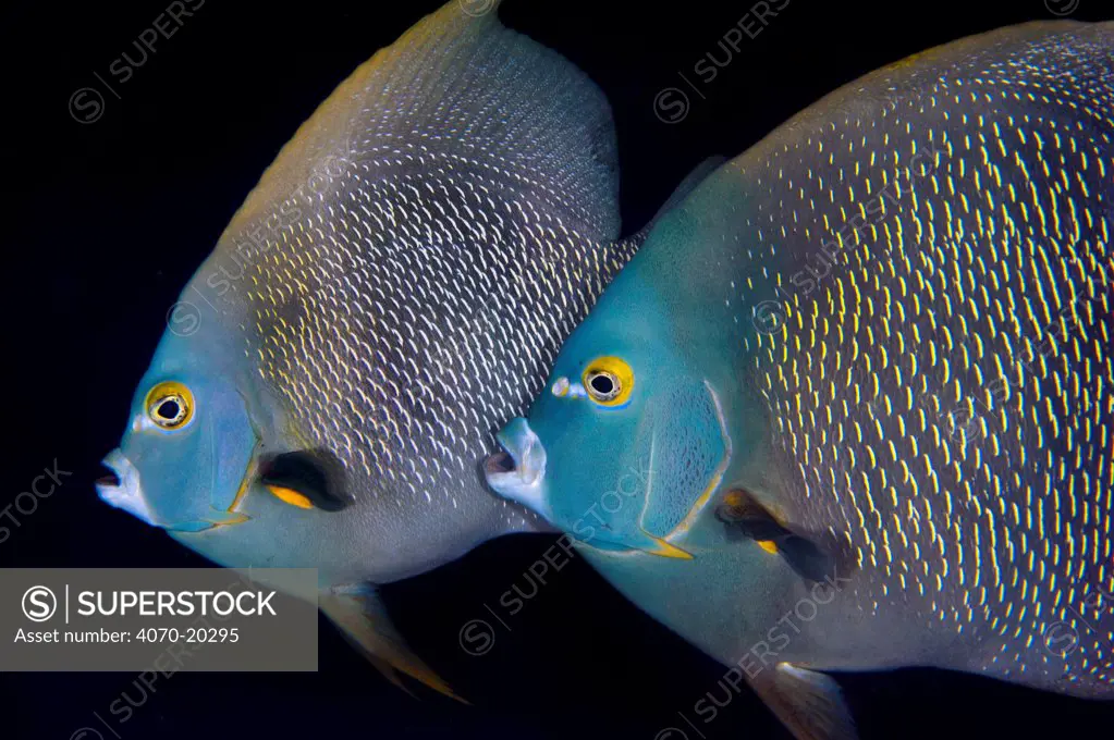 French angelfish (Pomacanthus paru) pair during courtship with the larger male is rubbing against the swollen abdomen of the smaller female during a spawning rise at dusk. Georgetown, Grand Cayman, Cayman Islands, British West Indies. Caribbean Sea.