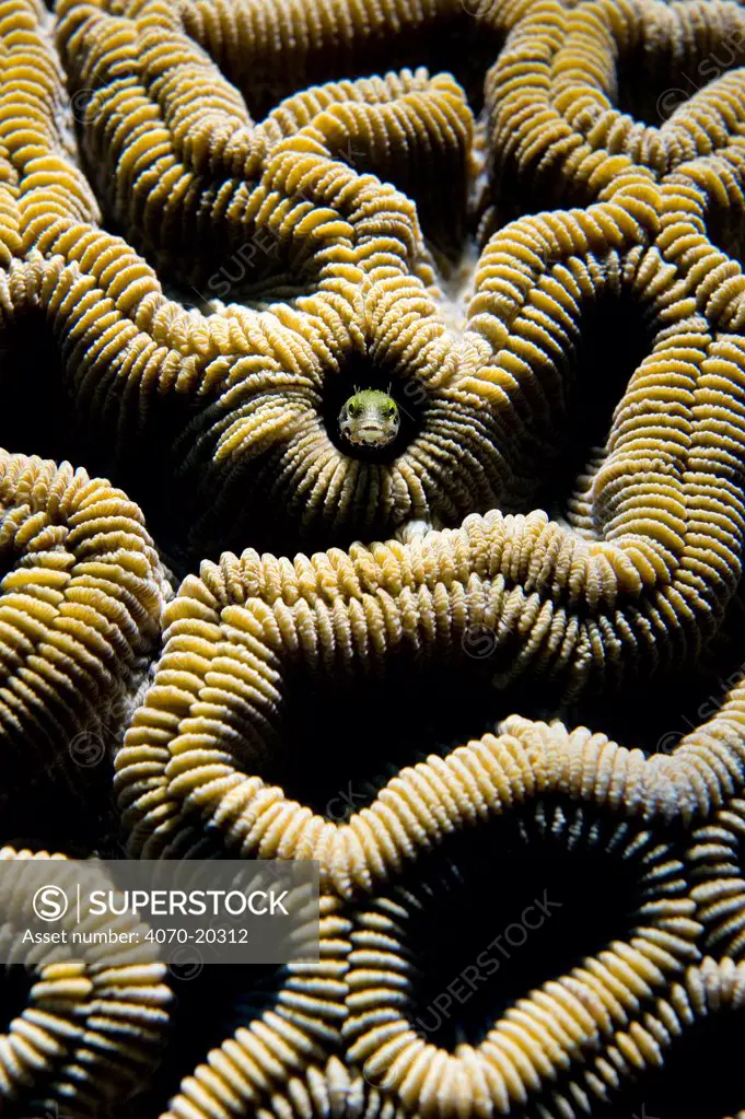 Secretary blenny (Acanthemblemaria maria) living in a tube within Boulder brain coral (Colpophyllia natans). Photo illuminated with a single flash, with restricted beam to create hard lighting. East End, Grand Cayman, Cayman Islands, British West Indies, Caribbean Sea.